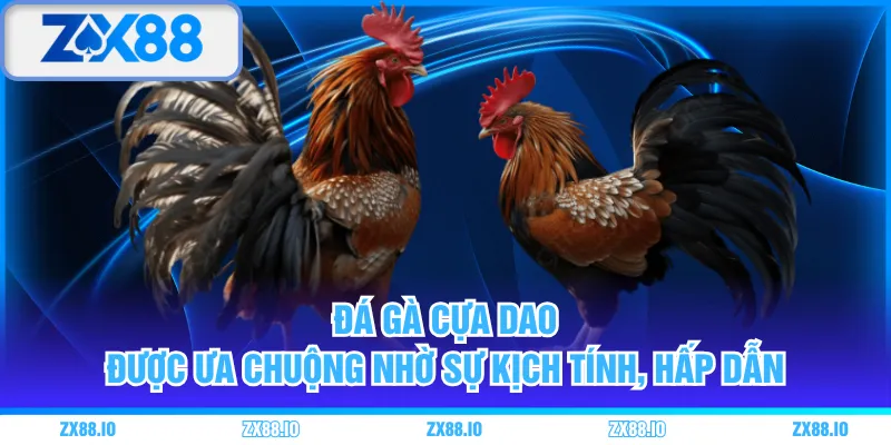 Đá gà cựa dao được ưa chuộng nhờ sự kịch tính, hấp dẫn