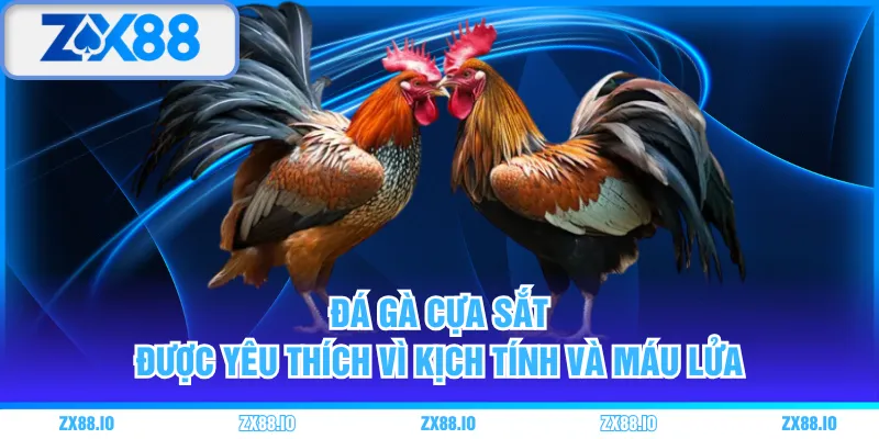 Đá gà cựa sắt được yêu thích vì kịch tính và máu lửa