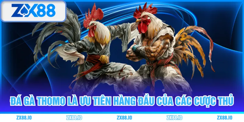 Đá gà Thomo là ưu tiên hàng đầu của các cược thủ